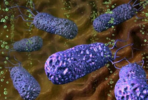 302 Бактерии защитят от астмы