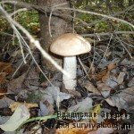 Подосиновый гриб
