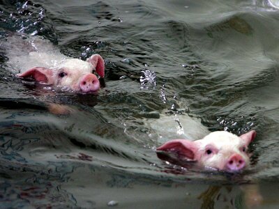 Сбежавшие от хозяина свиньи проплыли 1,5 км в море