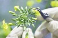 Компания Bayer CropScience объявила о том, что удалит с рынка свои самые опасные пестициды к концу 2012 года 