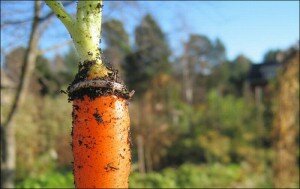 Пропавшее обручальное кольцо нашла морковка