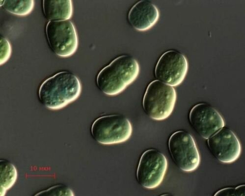 Cyanothece бактерия способна вырабатывать водород в необычных условиях