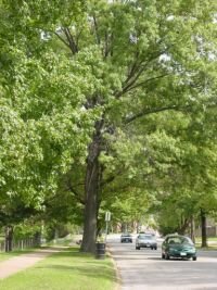 городские деревья - недооцененные хранилища углерода