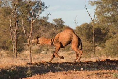 Одногорбые верблюды были завезены в Австралию в 19 веке