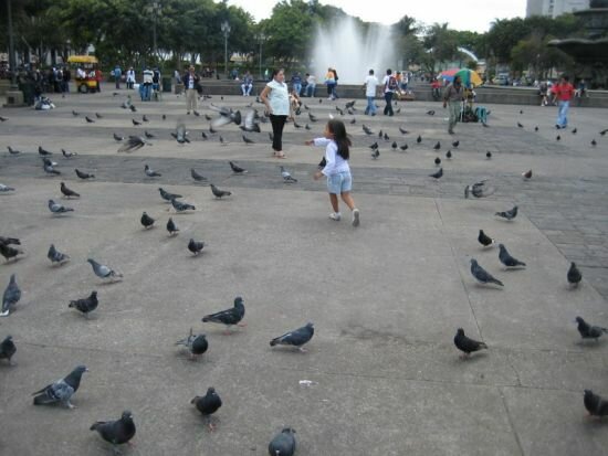 Городские голуби помнят своих кормильцев и никогда не спутают их с недоброжелателями