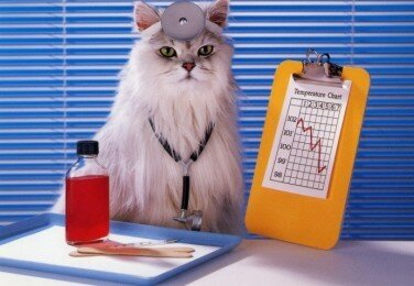 Фелинотерапия – лечение при помощи кошек