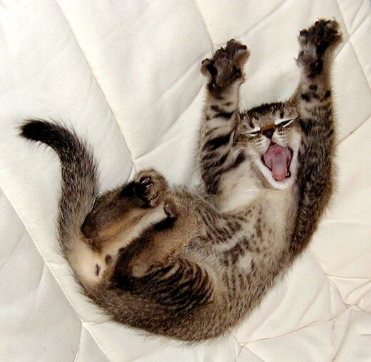http://ourfunnyplanet.com/wp-content/uploads/2009/09/Yawning-cat2.jpg
