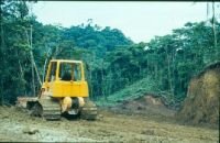 Уничтожение девственного леса