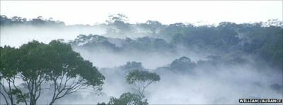 Первобытные леса по-настоящему уникальные и имеют исключительное значение для биоразнообразия