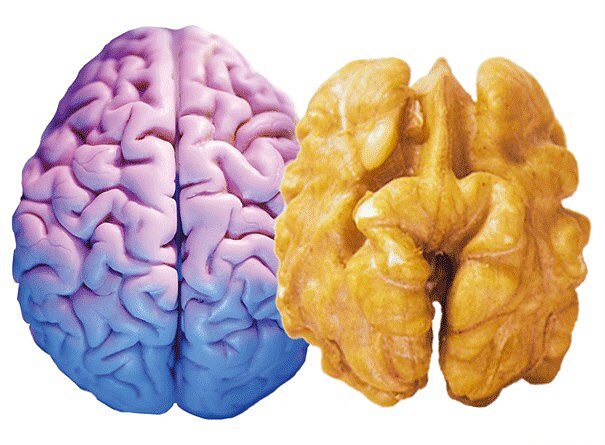 1232 Защитить мозг от старения помогут орехи 