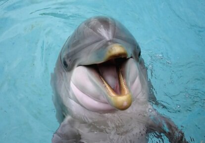 Дельфины как пример иного разума...