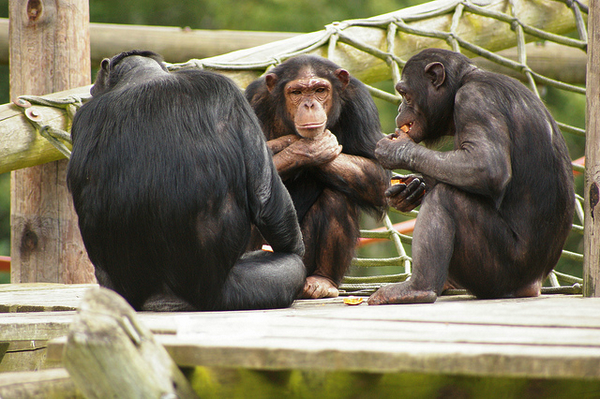 Шимпанзе за обедом (фото <noindex><a target=_blank href=http://www.flickr.com/photos/50545090@N08/>RobHinkley</a></noindex>).