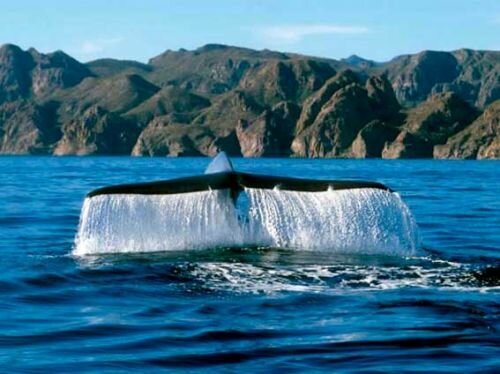 Антарктические синие киты восстанавливаются после коммерческого истребления