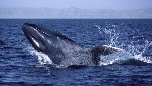 Антарктические синие киты восстанавливаются после коммерческого истребления