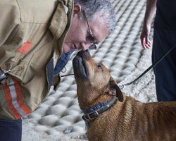 В США тонущего пса из реки доставали 20 спасателей