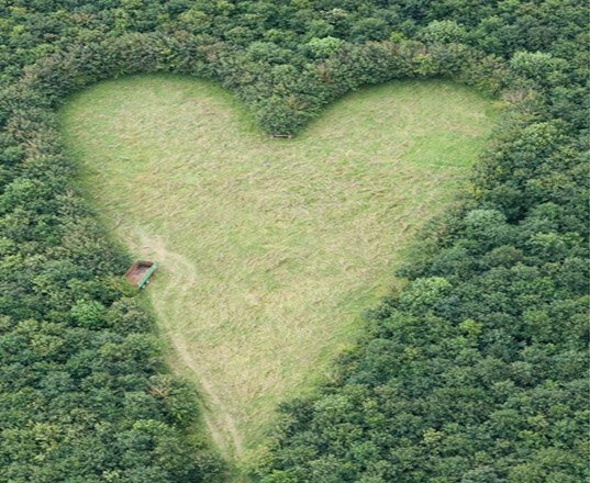 Эко-романтика: лужайка в форме сердца среди дубовой рощи