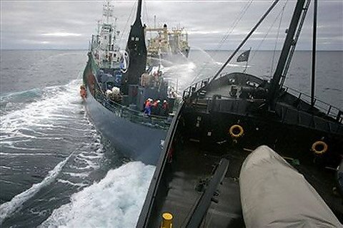 Япония прекратила охоту на китов под давлением активистов