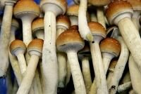 грибы заменяют полистирол