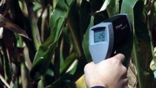 Ученые измеряют температуру на листьях кукурузы