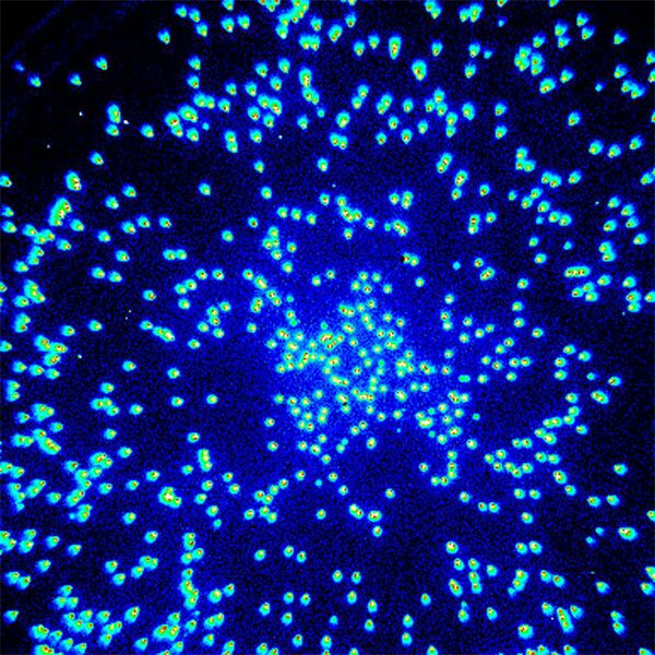 Цианобактерии со встроенным светящимся белком, выработка которого зависит от экспрессии часовых генов (генов — регуляторов суточных ритмов). Такая методика позволяет исследовать работу циркадных механизмов у живых клеток. Фото с сайта www.vanderbilt.edu