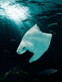 Сан-Хосе запрещает пластиковые пакеты с 2012